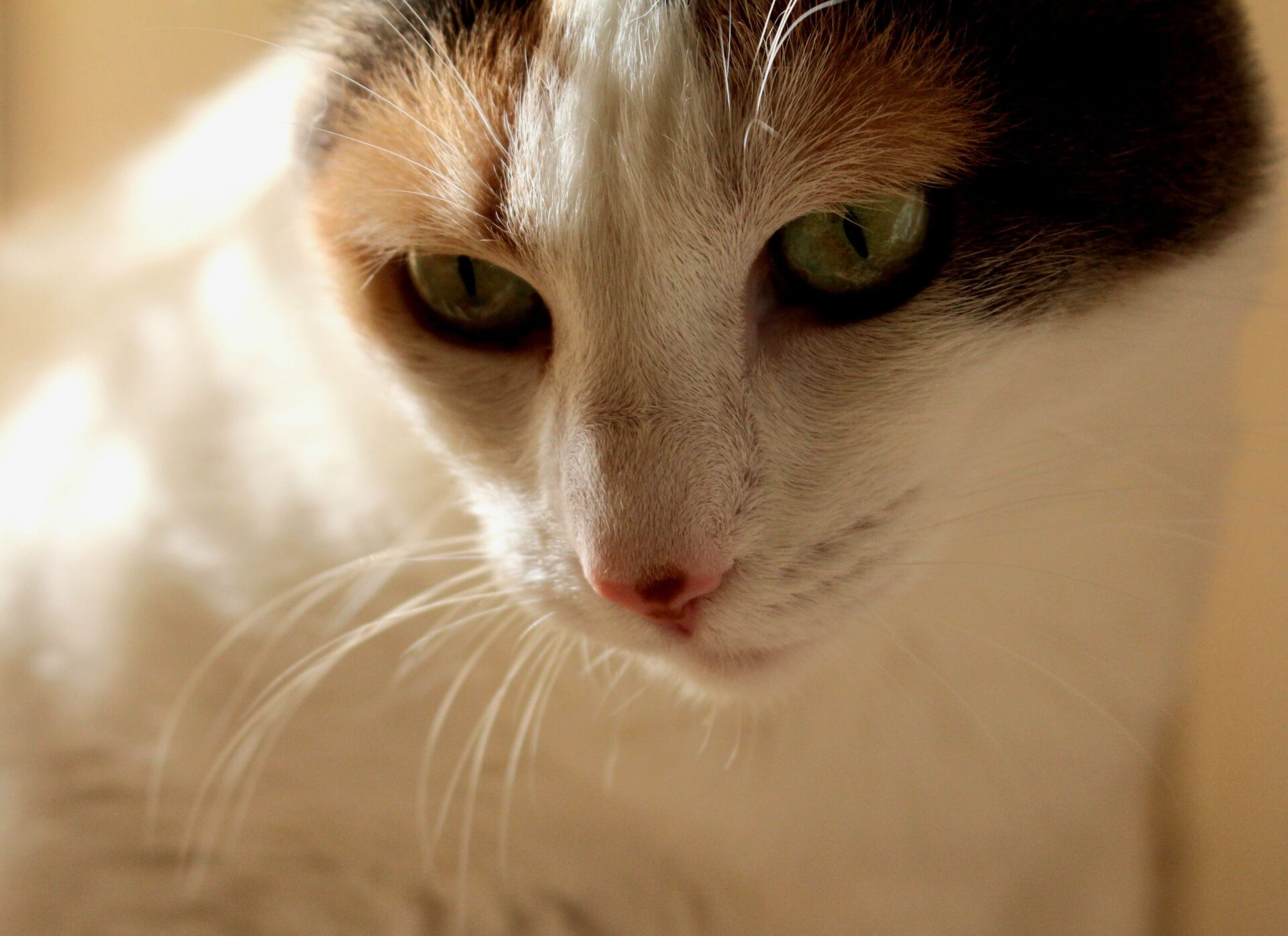 Descubra por que os felinos passam tantas horas descansando e quais mudanças na rotina podem indicar problemas de saúde